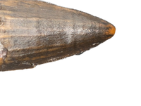 Suchomimus Tooth with Visible Serrations