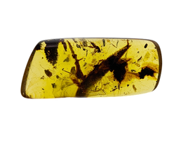 Amber with insects from Burma. Middle Cretaceous, 99 Million Years Old