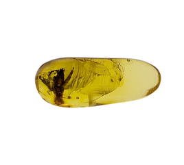Insect in Amber from the Dominican Republic, 25 Million Years Old