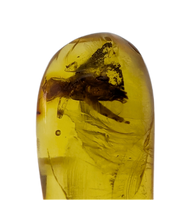 Insect in Amber from the Dominican Republic, 25 Million Years Old