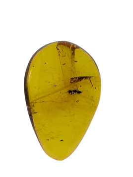 Insect in Amber from the Dominican Republic, 25 Million Years Old