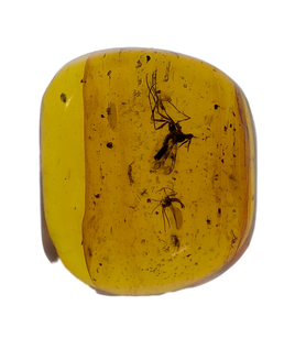 Insects in Amber from the Dominican Republic, 25 Million Years Old