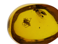 Spider and an Insect in Amber from the Dominican Republic, 25 Million Years Old