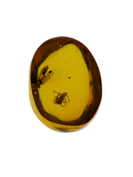 Spider and an Insect in Amber from the Dominican Republic, 25 Million Years Old