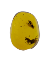 Spider and an Insect in Amber from the Dominican Republic, 25 Million Years Old