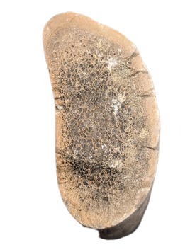 Dinosaur Rib Section, Two Medicine Formation