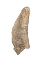 Dinosaur Rib Section, Two Medicine Formation