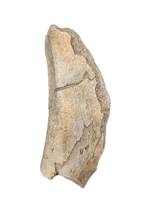 Dinosaur Rib Section, Two Medicine Formation