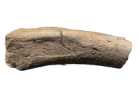 Dinosaur Rib Section, Two Medicine Formation