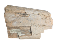 Dinosaur Limb Section, Two Medicine Formation