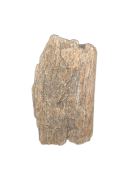 Theropod? Rib Section, Two Medicine Formation