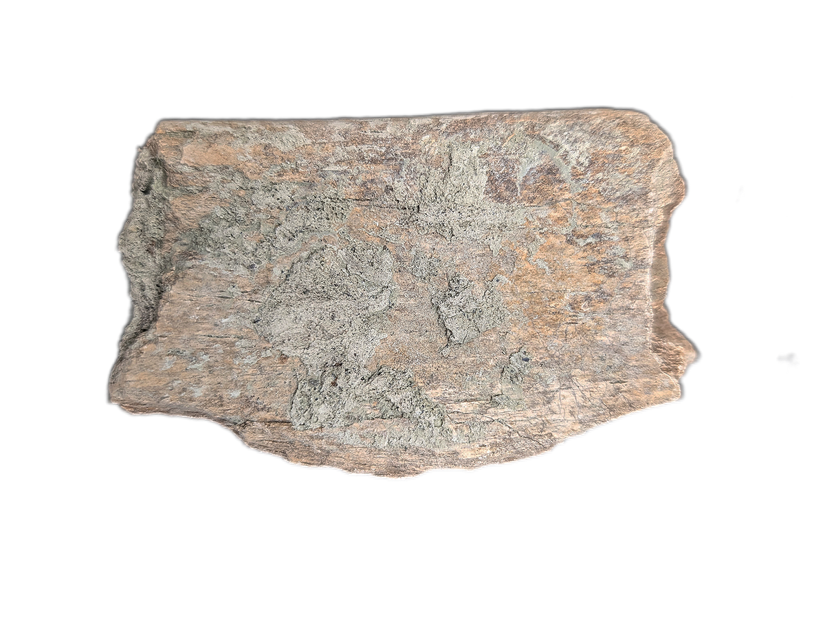 Theropod? Rib Section, Two Medicine Formation| The Daily Rex
