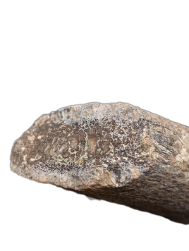 Theropod? Rib Section, Two Medicine Formation