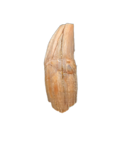 Whale Tooth from Shark Tooth Hill, California