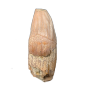 Whale Tooth from Shark Tooth Hill, California