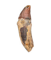 Whale Tooth from Shark Tooth Hill, California