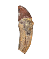 Whale Tooth from Shark Tooth Hill, California