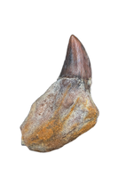 Whale Tooth from Shark Tooth Hill, California