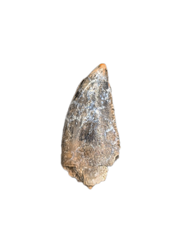 Abelisaur Tooth, Madagascar