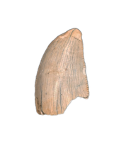 Abelisaur Tooth, Madagascar