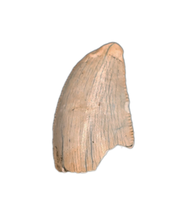 Abelisaur Tooth, Madagascar