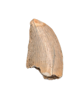 Abelisaur Tooth, Madagascar