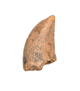 Abelisaur Tooth, Madagascar