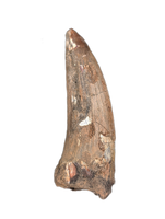 Large Suchomimus Tooth with Visible Serrations