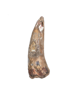 Large Suchomimus Tooth with Visible Serrations