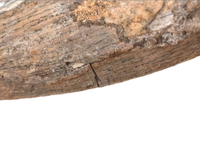 Large Suchomimus Tooth with Visible Serrations