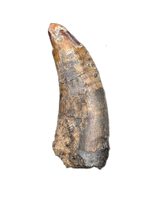 Eococharia Tooth, Elrhaz Formation