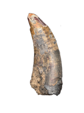 Eococharia Tooth, Elrhaz Formation