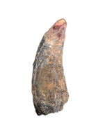 Eococharia Tooth, Elrhaz Formation