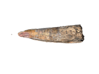 Eococharia Tooth, Elrhaz Formation