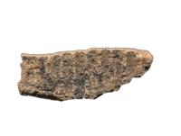 Maiasaura Mandible Jaw Section, Two Medicine Formation