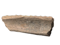 Maiasaura Mandible Jaw Section, Two Medicine Formation