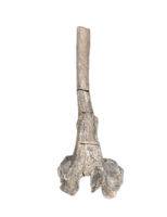 Maiasaura Vertebrae Process, Two Medicine Formation