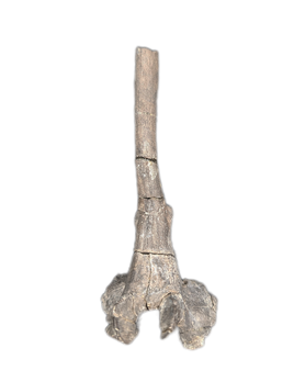 Maiasaura Vertebrae Process, Two Medicine Formation