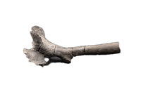 Maiasaura Vertebrae Process, Two Medicine Formation