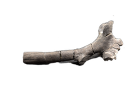 Maiasaura Vertebrae Process, Two Medicine Formation