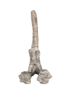 Maiasaura Vertebrae Process, Two Medicine Formation