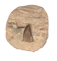 Chenanisaurus Tooth, Morocco Phosphate