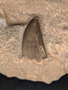 Chenanisaurus Tooth, Morocco Phosphate
