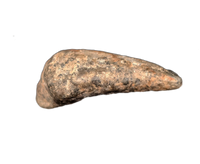 Theropod Dinosaur Claw, Mid Jurassic of Africa