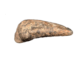 Theropod Dinosaur Claw, Mid Jurassic of Africa