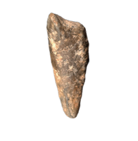 Theropod Dinosaur Claw, Mid Jurassic of Africa