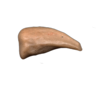 Theropod Dinosaur Hand Claw, Mid Jurassic of Africa