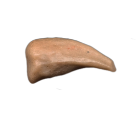 Theropod Dinosaur Hand Claw, Mid Jurassic of Africa