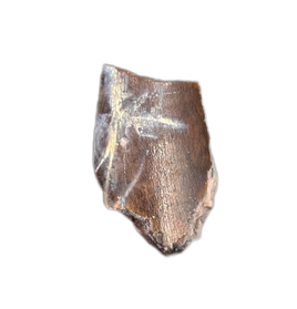 Archosaur (Rauisuchid?) Tooth, Chinle Formation