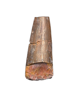 Phytosaur Tooth, Chinle Formation